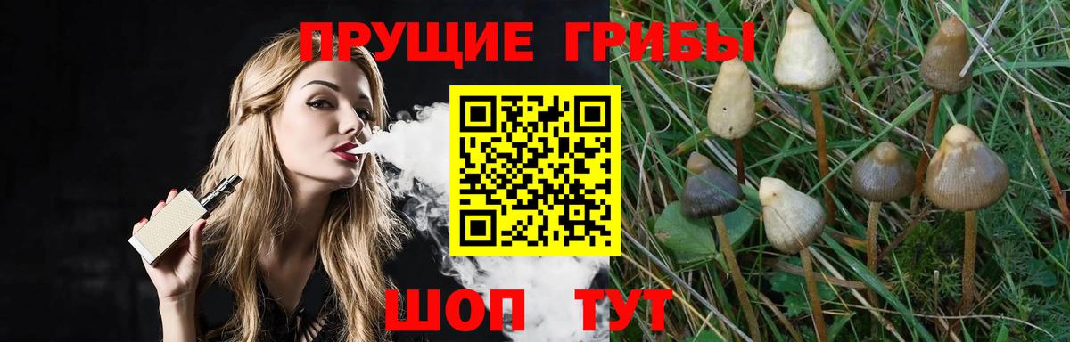 Псилоцибиновые грибы MAGIC MUSHROOMS  Лениногорск  Псилоцибиновые грибы GOLDEN TEACHER 